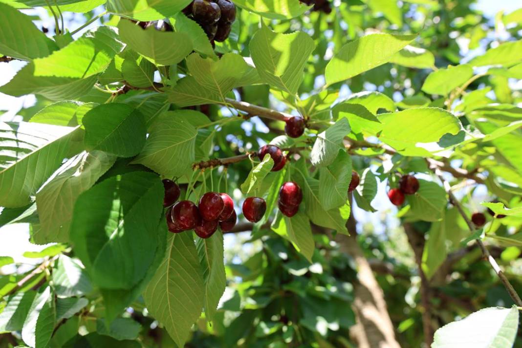 O kentin kirazını almak için Avrupa ülkeleri sıraya girdi! İç pazarda yok denecek kadar, en çok yurt dışına gönderiliyor 11